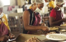La BAD lancera 12 projets en faveur des PME agricoles dans 6 pays africains, du 27 au 29 mars prochains