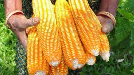 Afrique du Sud : la production de maïs est attendue à la baisse en 2019