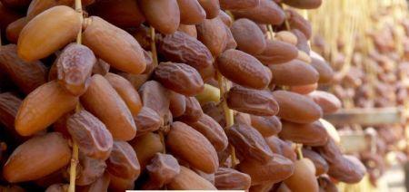 Tunisie : les exportations de dattes commencent la saison 2018/2019 en fanfare