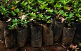 Cameroon: 4.5 million cocoa and coffee seedlings to be made available to producers in 2017