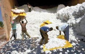 Mali : la CMDT a levé 35 milliards de FCFA pour se doter de 2 nouvelles usines d’égrenage de coton