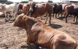 Une épizootie de fièvre aphteuse déclarée dans la région du Nord du Cameroun