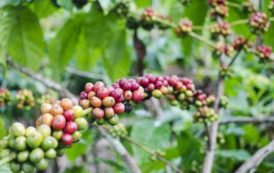 Ouganda : bonne performance de la filière café en 2017/2018