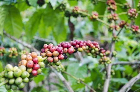 Ouganda : bonne performance de la filière café en 2017/2018