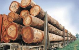 Gabon : Le gouvernement prépare la certification des entreprises de la filière bois