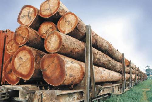 Gabon : Le gouvernement prépare la certification des entreprises de la filière bois