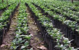 Cameroon: Towards the end of deficit in coffee plants