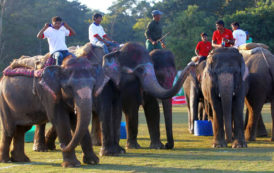 Chine : La 14ème édition du Festival d’éléphants en images