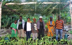 Gabon :  La FAO et le Ministère de l’Agriculture forment les femmes et les jeunes de la Remboué sur les techniques améliorées de production multiple de plants sains de bananiers en images