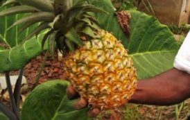 La Guinée veut relancer la culture de l’ananas