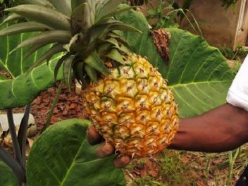 La Guinée veut relancer la culture de l’ananas