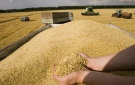 Egypte : les exigences complexes des appels d’offres du blé pourraient coûter 79 millions $, en 2018 (USDA)