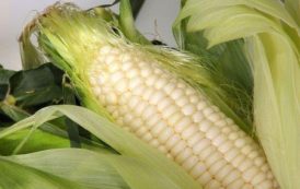 Afrique du Sud : vers une mise en place de réserves stratégiques de maïs en prélude à El Niño ?