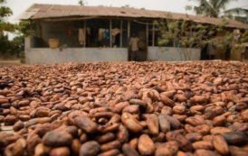 Ghana : hausse de la production de cacao, un trompe-l’œil ?