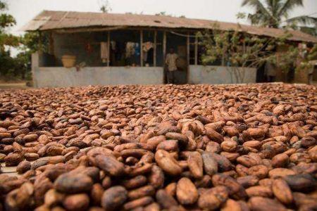 Ghana : hausse de la production de cacao, un trompe-l’œil ?