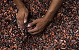 Trois opérateurs ont exporté 56% du cacao camerounais, au cours de la campagne 2017-2018