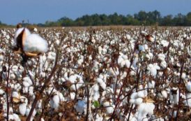 Coton : le Mozambique table sur une production de 70 000 tonnes au terme de la saison 2017/2018