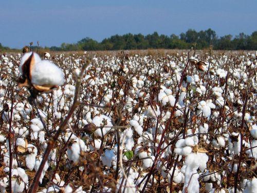 Coton : le Mozambique table sur une production de 70 000 tonnes au terme de la saison 2017/2018