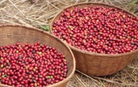 Le Burundi vise l’exportation de 22 000 tonnes de café en 2019