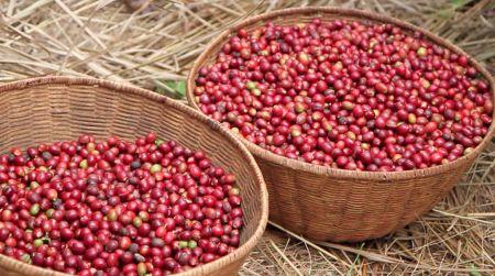 Le Burundi vise l’exportation de 22 000 tonnes de café en 2019
