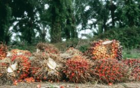 Côte d’Ivoire : Bonoua, un encadrement professionnel des planteurs de Palmier à huile pour optimiser la production