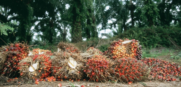 Côte d’Ivoire : Bonoua, un encadrement professionnel des planteurs de Palmier à huile pour optimiser la production