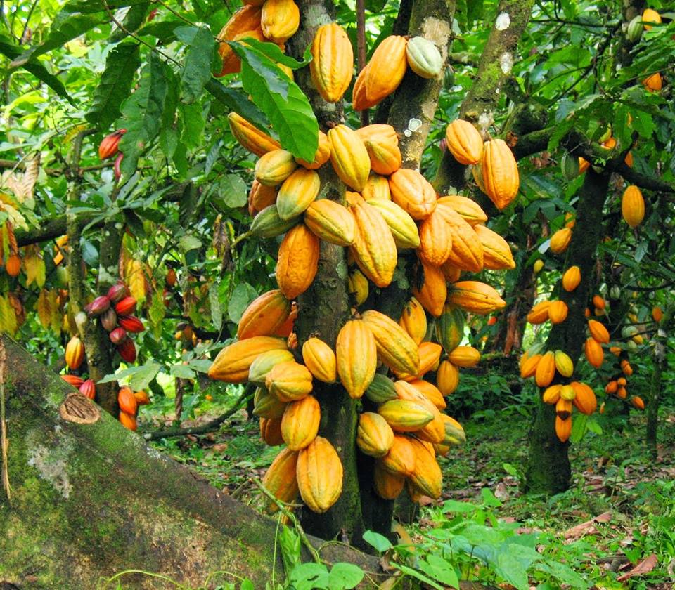 Cacao : les pays producteurs organisent la riposte face à la chute des cours