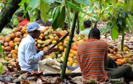 Le cacao ivoirien et nigérian file vers New York en l’absence de l’Equateur