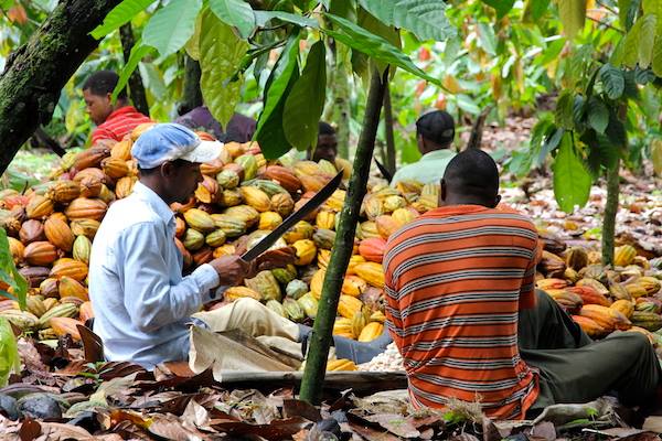 Le cacao ivoirien et nigérian file vers New York en l’absence de l’Equateur