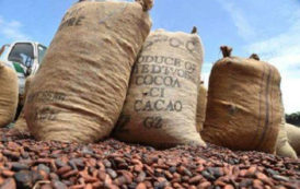 La Côte d’Ivoire a déjà perdu 125 000 tonnes de cacao cette saison en raison de la contrebande