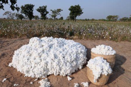La transformation domestique du coton en Afrique pourrait générer près de 90 milliards $ (ICAC)
