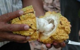 Les producteurs camerounais de cacao recevront une prime à la qualité à partir de la campagne 2017-2018