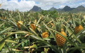 Ghana : le gouvernement installera une usine de transformation d’ananas dans le district d’Ekumfi