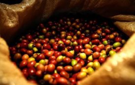 Le Cameroun a exporté 13 871 tonnes de café entre janvier et août 2016