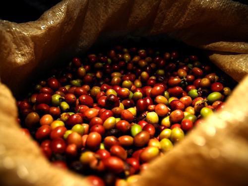 Le Cameroun a exporté 13 871 tonnes de café entre janvier et août 2016