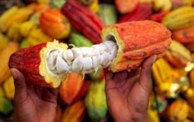 Côte d’Ivoire : 1,4 million de tonnes de cacao sont attendus au terme de l’actuelle campagne principale