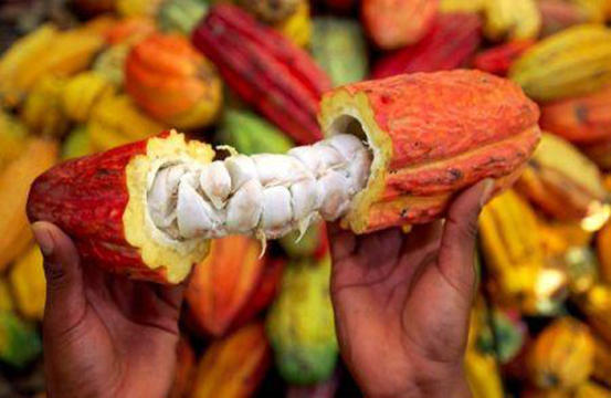 Côte d’Ivoire : 1,4 million de tonnes de cacao sont attendus au terme de l’actuelle campagne principale