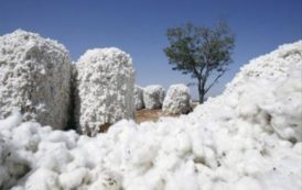 Cotonculture en Afrique : avec une production de 700.000 tonnes, le Mali passe devant le Burkina