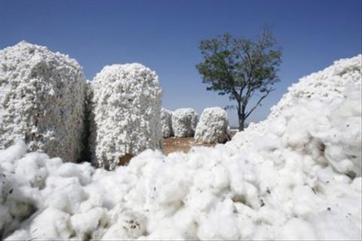 Cotonculture en Afrique : avec une production de 700.000 tonnes, le Mali passe devant le Burkina