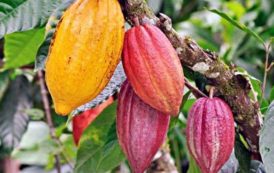 Côte d’Ivoire / Cacao : le ministre ivoirien de l’agriculture deplore que seulement 6% des ressources generees par l’economie cacaoyere reviennent aux producteurs