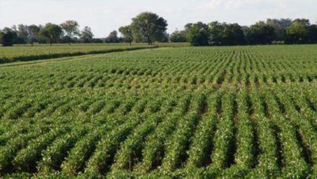 Côte d’Ivoire : des exploitants agricoles s’opposent à l’opération d’immatriculation des terres à Guitry