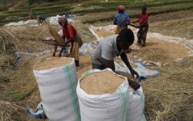 Rwanda : le gouvernement réduit le prix garanti du riz pour les producteurs