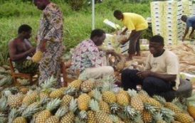 Bénin : le gouvernement subventionnera les intrants agricoles durant la saison agricole 2018/2019