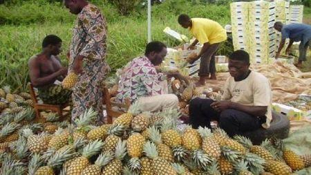 Bénin : le gouvernement subventionnera les intrants agricoles durant la saison agricole 2018/2019