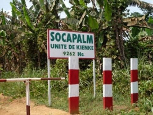 Cameroon: For 2016, SOCAPALM should distribute FCfa 6.8 billion in dividends to its shareholders