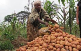 Kenya : de nouvelles variétés de pomme de terre pour renforcer l’approvisionnement local des transformateurs