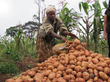 Kenya : de nouvelles variétés de pomme de terre pour renforcer l’approvisionnement local des transformateurs