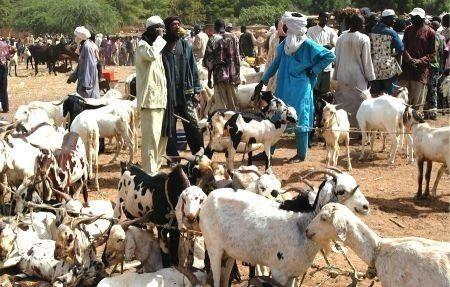 31 millions d’euros de la Belgique au profit du secteur de la santé et de l’élevage au Niger