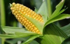 Afrique du Sud : la récolte de maïs de 2017 atteint 16, 74 millions de tonnes