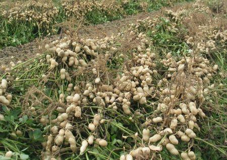 Sénégal : la région de Kaffrine vise une production de plus de 250 000 tonnes d’arachide en 2017/2018